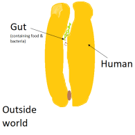 humans are doughnut-shaped 2