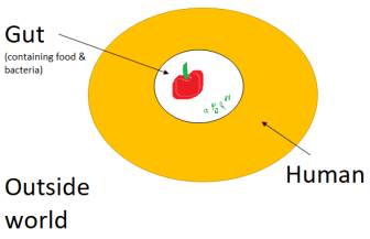 humans are doughnut-shaped 3