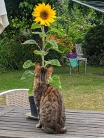 Miep sunflower